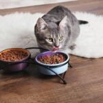 La meilleure alimentation pour votre chat