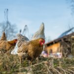 animaux de ferme