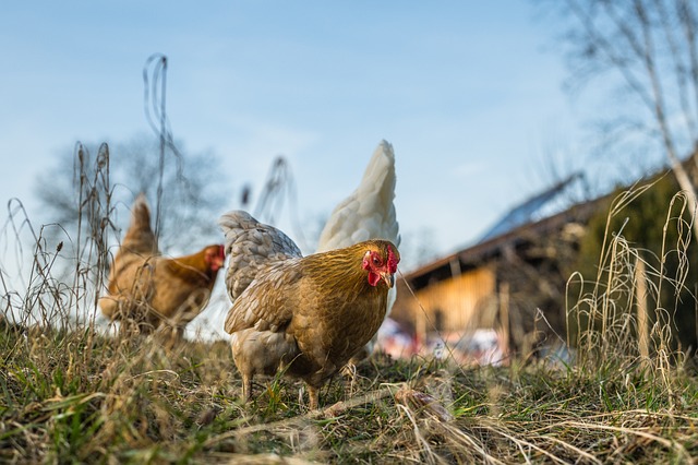 animaux de ferme