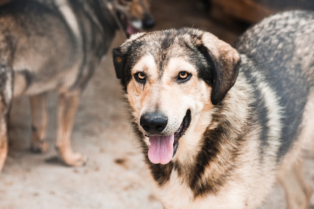 pelage de votre chien