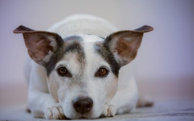 Voyager avec Son Chien Conseils Pratiques pour des Vacances Sans Stress