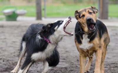 langage des chiens