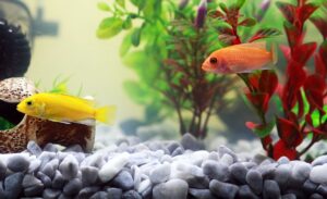 poissons d'aquarium