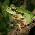 Monde des amphibiens