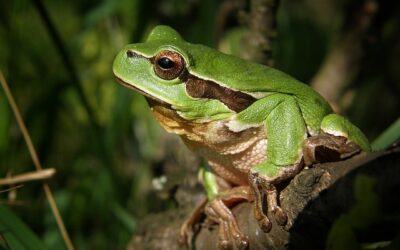 Monde des amphibiens