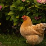 poules pondeuses