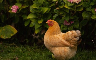 poules pondeuses